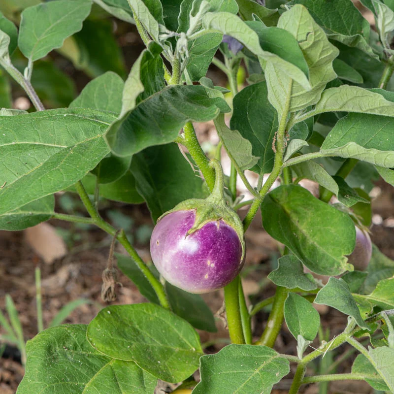 Aubergines - Lao Lavender