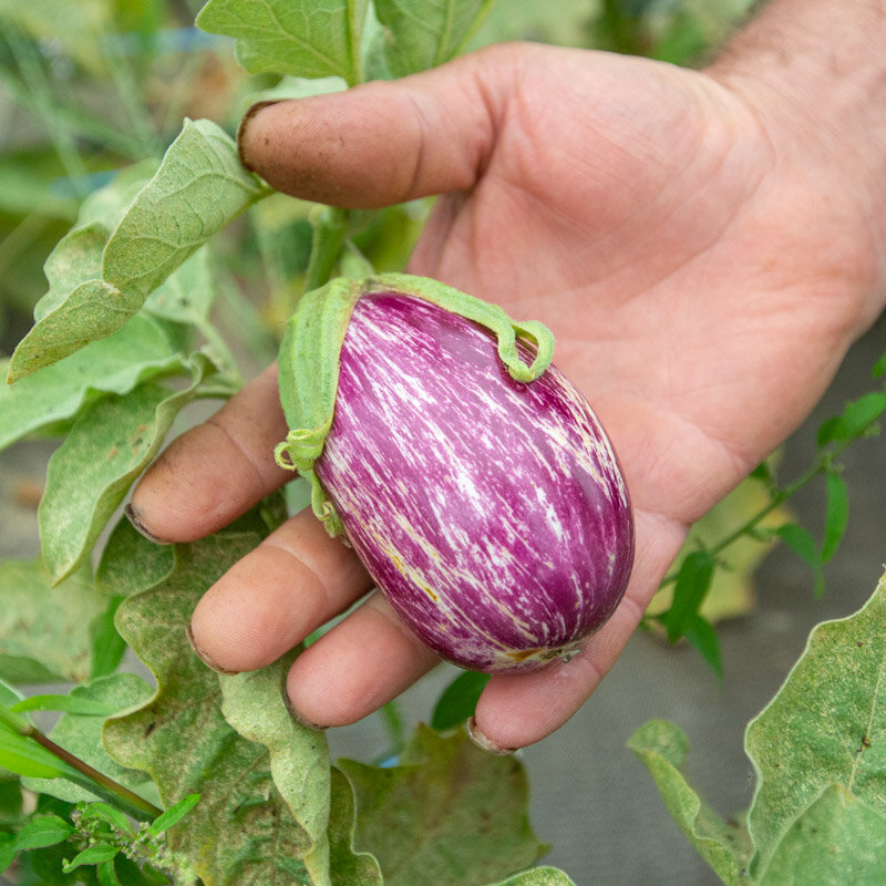 Aubergines - Listada Da Gandia