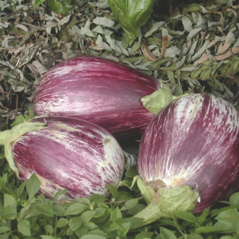 Aubergines - Listada Da Gandia