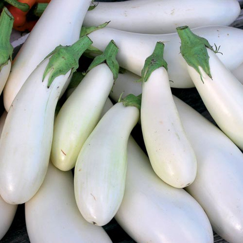 Aubergines - Casper