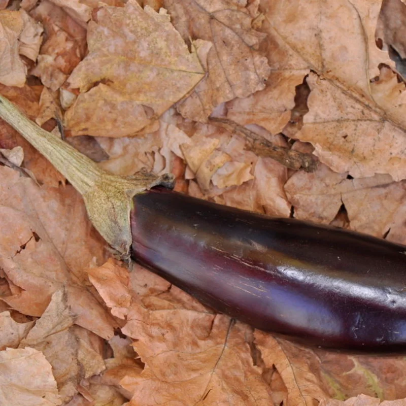 Aubergines - Longue Violette de Naples