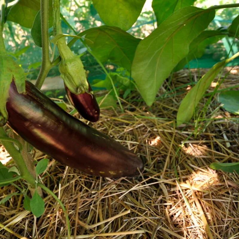 Aubergines - Longue Violette de Naples