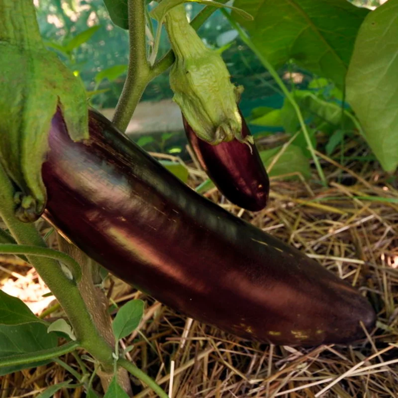 Aubergines - Longue Violette de Naples