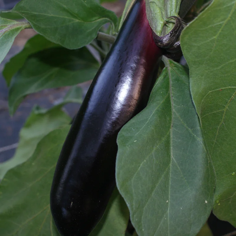 Aubergines - Longue Violette de Naples