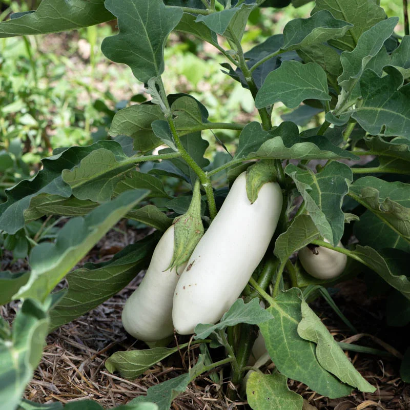 Aubergines - Chinese White Sword