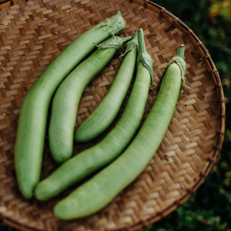 Aubergines - Louisiana Long Green