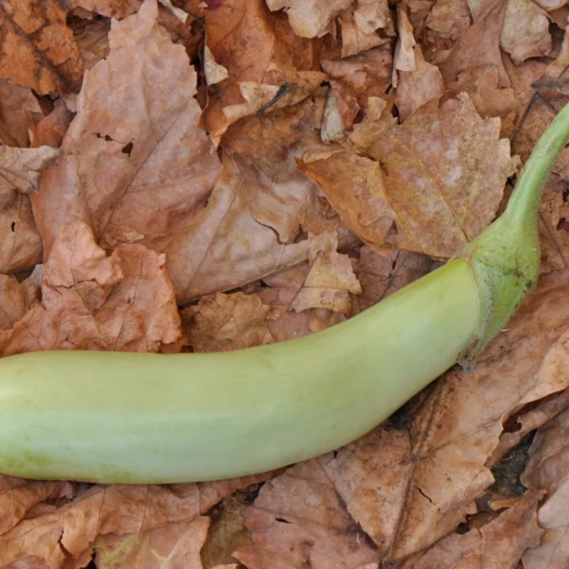 Aubergines - Louisiana Long Green