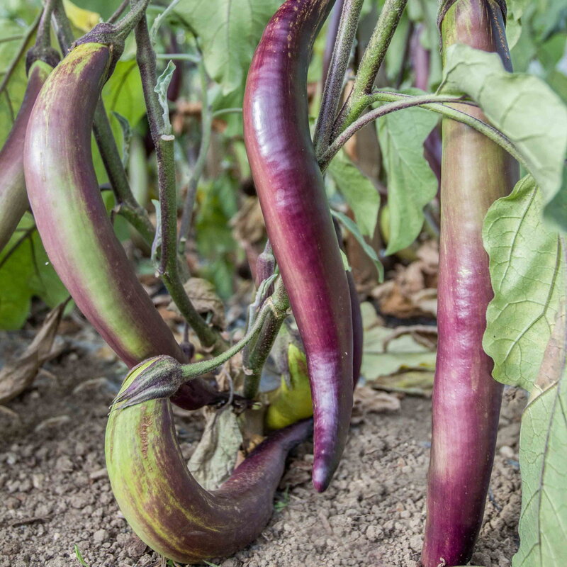 Aubergines - Waimanalo Long