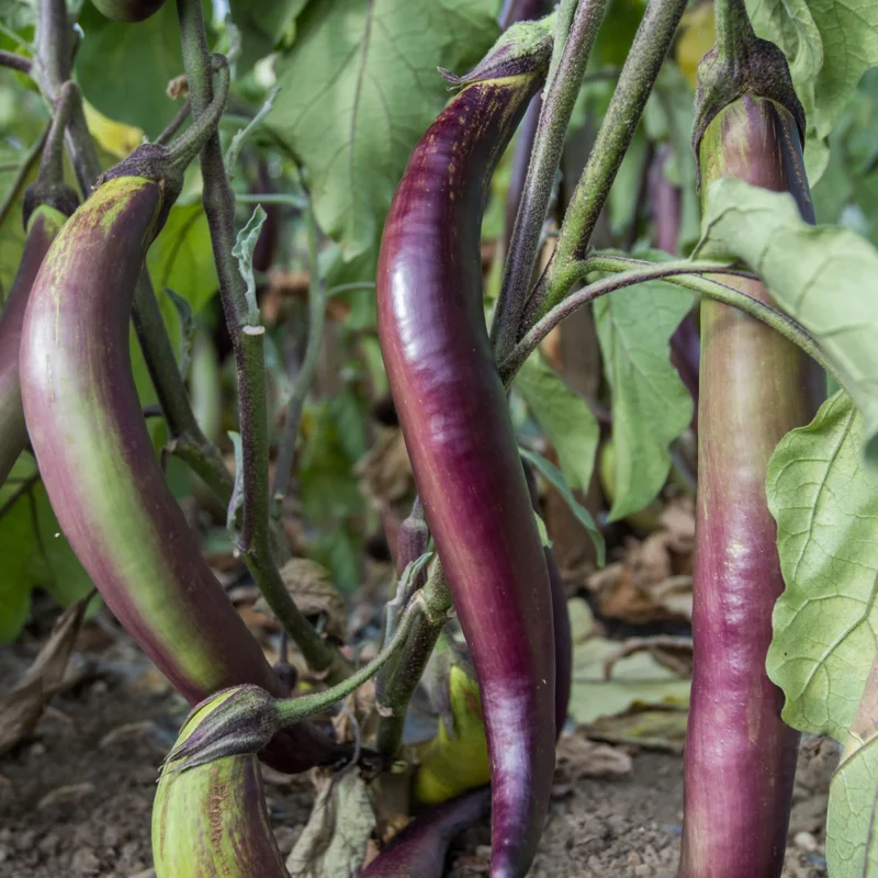 Aubergines - Waimanalo Long