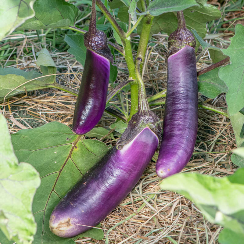 Aubergines - Thai Long Purple