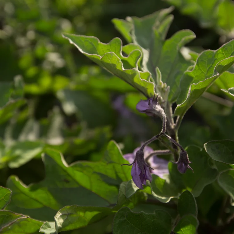 Aubergines - Thai Long Purple