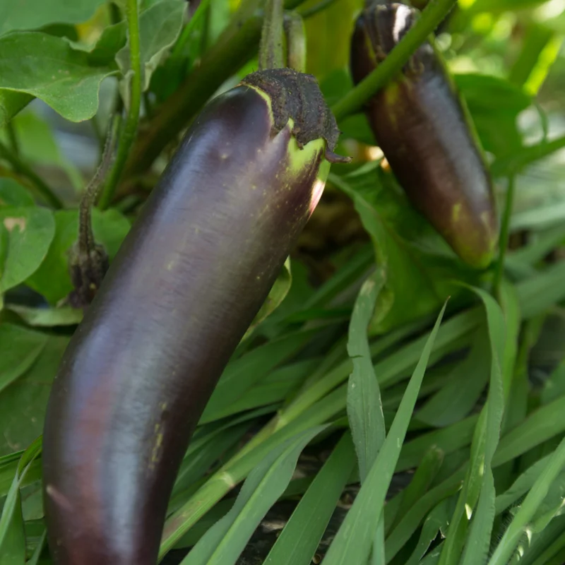 Aubergines - Thai Long Purple