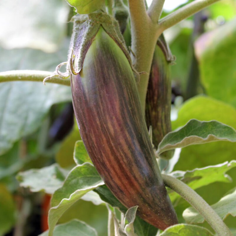 Aubergines - Bangladeshi Long