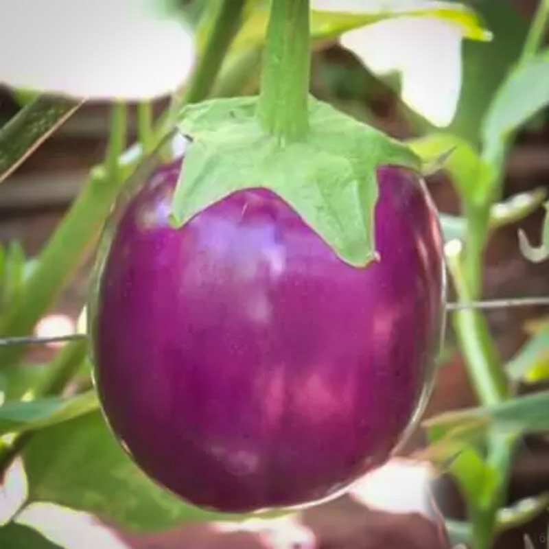 Aubergines - Round Mauve