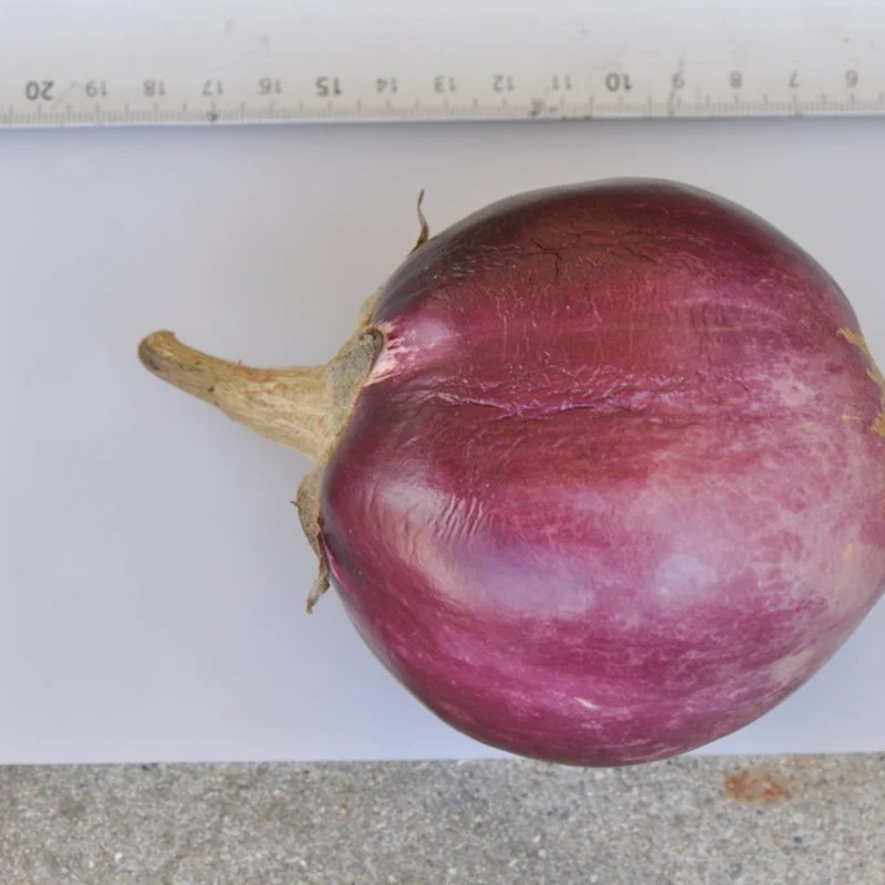 Aubergines - Round Mauve