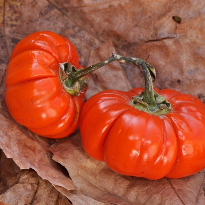 Aubergines amères - Rouge de Chine