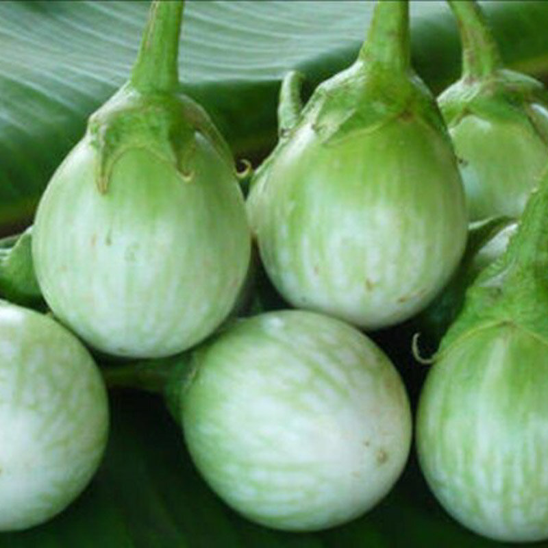 Aubergines - Thai Round Green