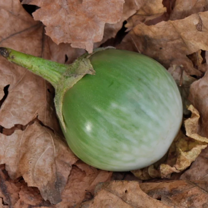 Aubergines - Thai Round Green