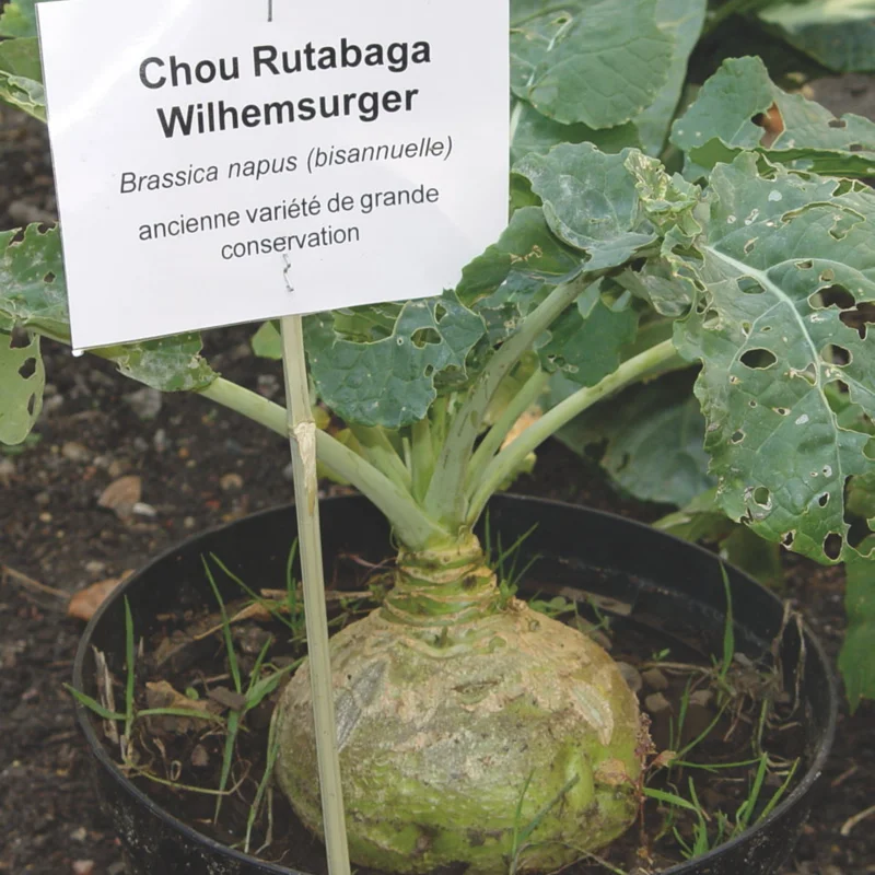 Choux rutabaga - Wilhelmsburger