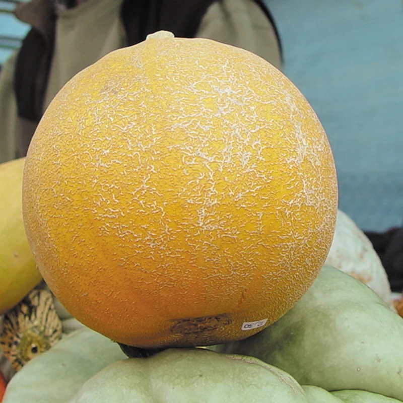 Courges pepo - Melonnette Jaspée de Vendée