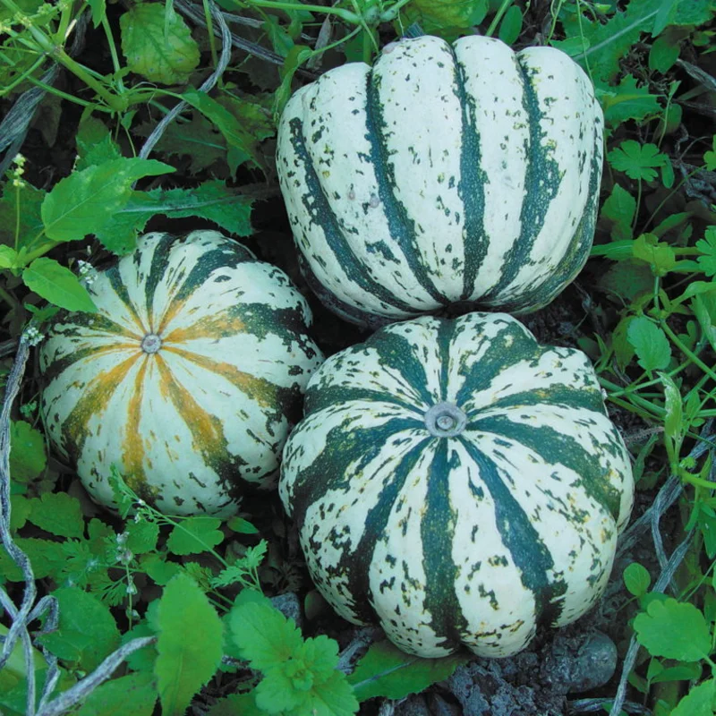 Courges pepo - Sweet Dumpling - Patidou