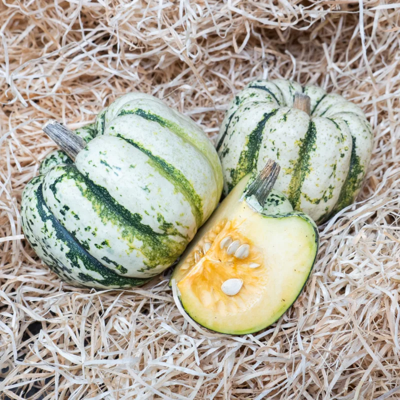 Courges pepo - Sweet Dumpling - Patidou