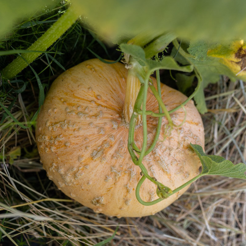 Courges maxima - Giraumon Galeux d’Eysines