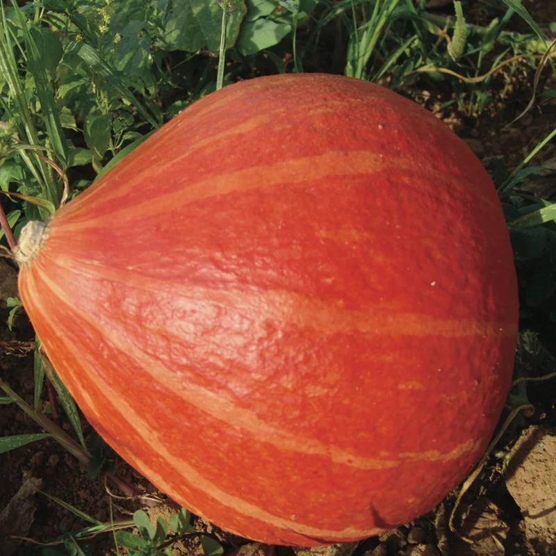 Courges maxima - Hubbard Golden Delicious