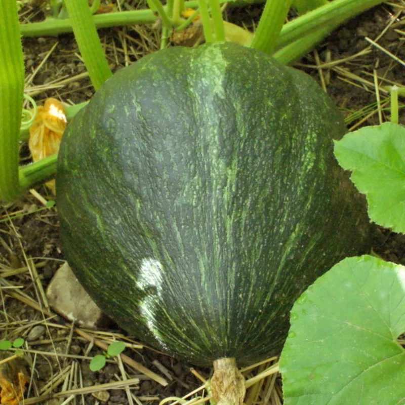 Courges maxima - Potiron Vert Olive