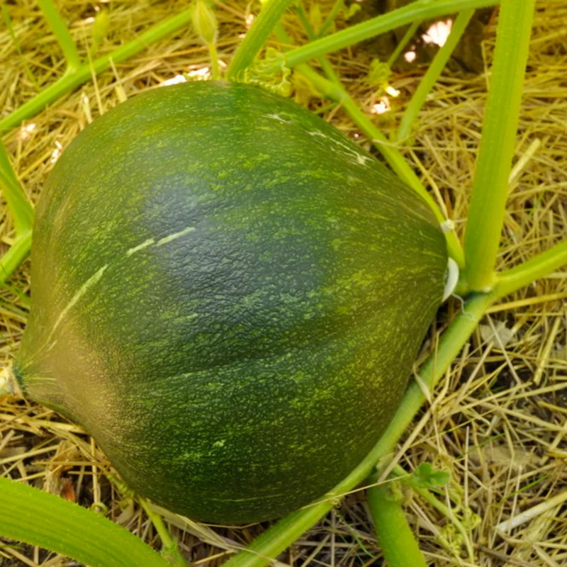 Courges maxima - Potiron Vert Olive