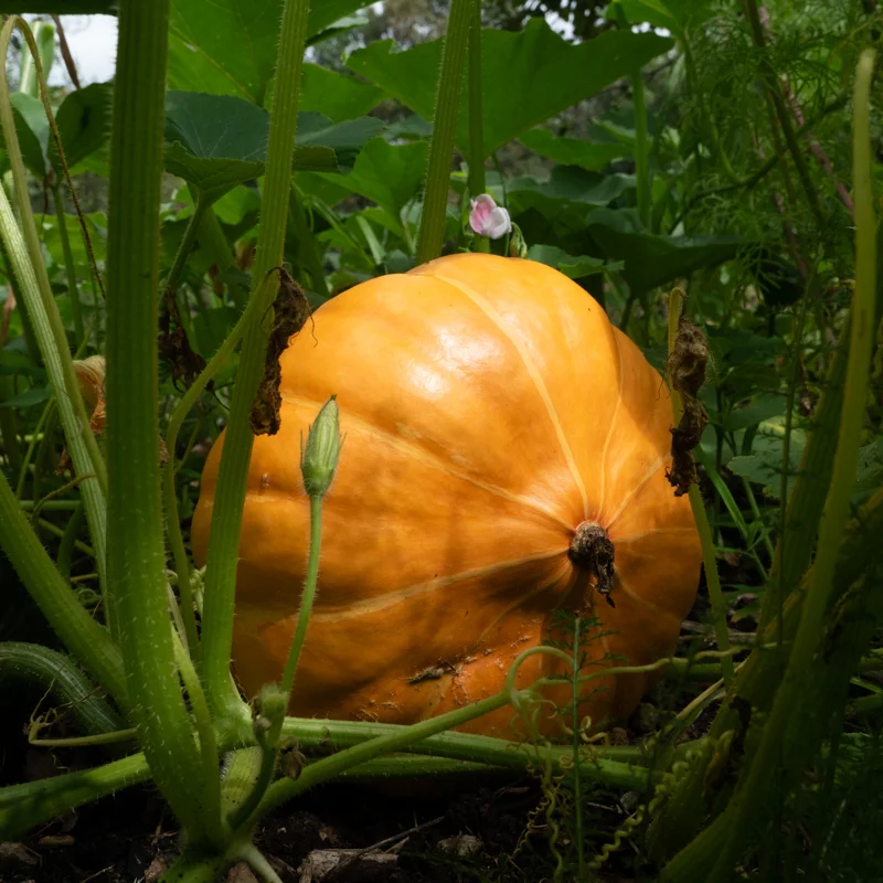 Courges maxima - Rouge Vif d’Étampes