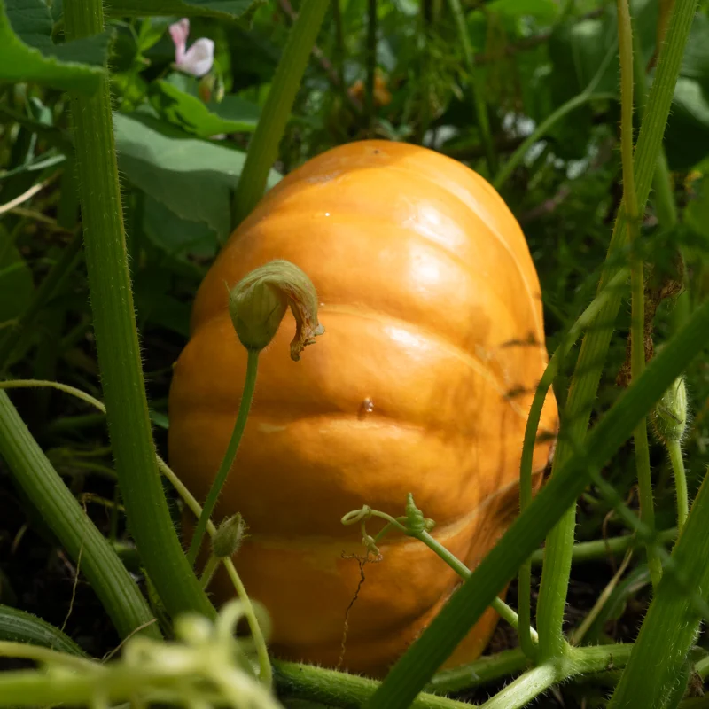 Courges maxima - Rouge Vif d’Étampes