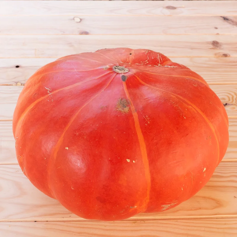 Courges maxima - Rouge Vif d’Étampes