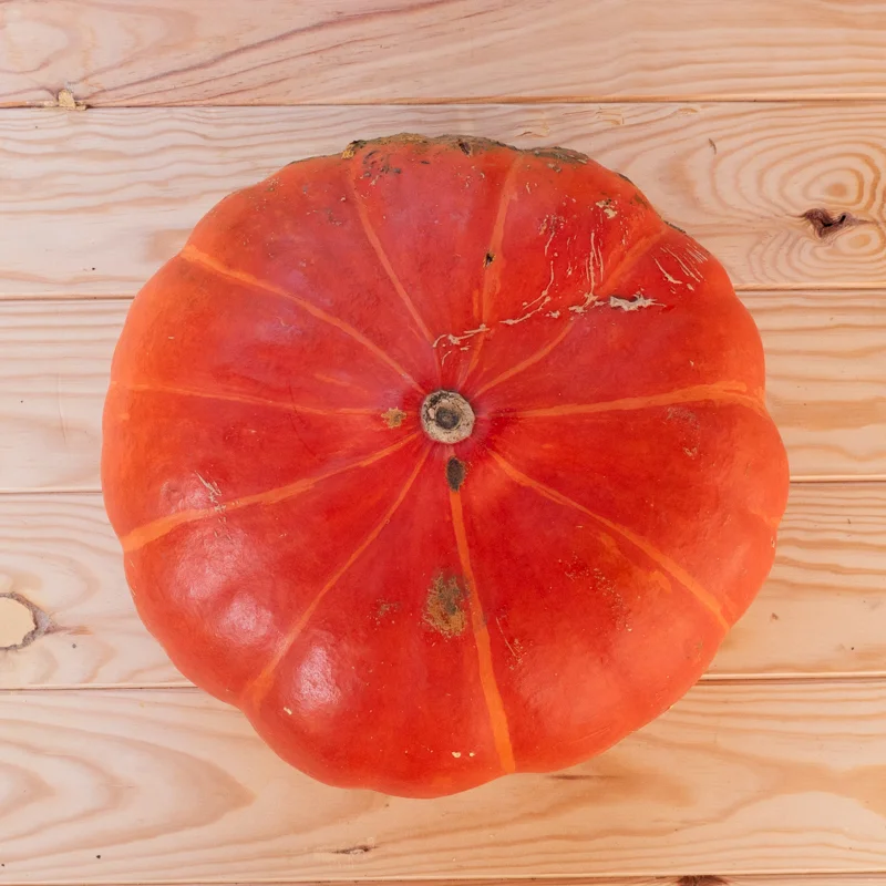 Courges maxima - Rouge Vif d’Étampes