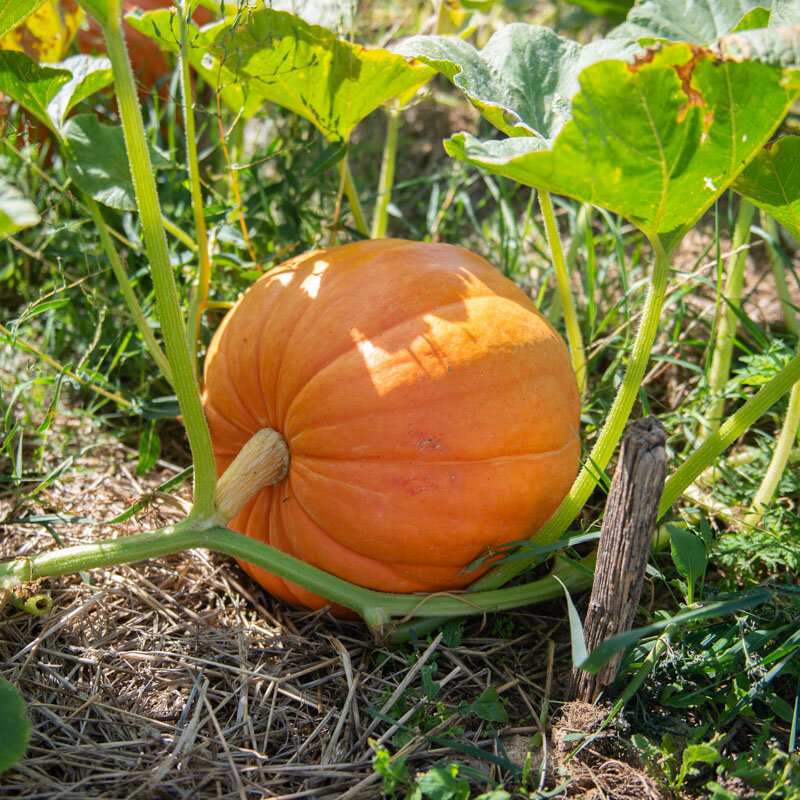 Courges maxima - Big Max