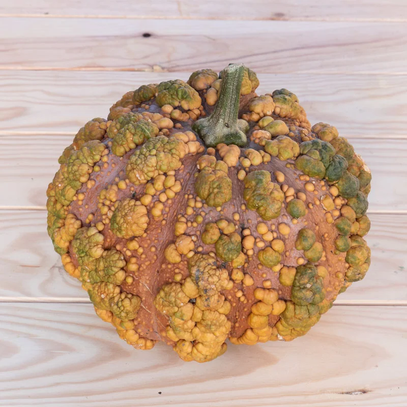 Courges moschata - Musquée du Maroc