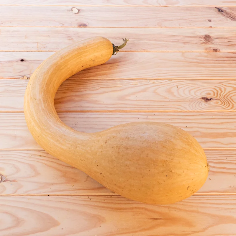 Courges moschata - Tromba d’Albenga