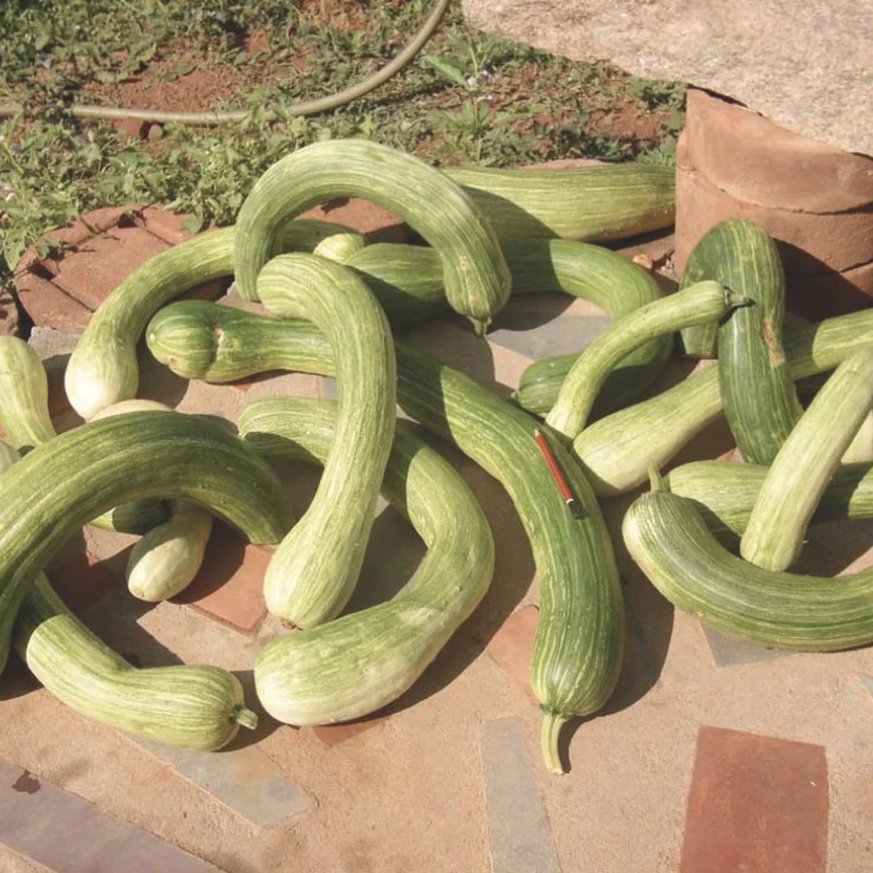 Courges moschata - Longue de Nice