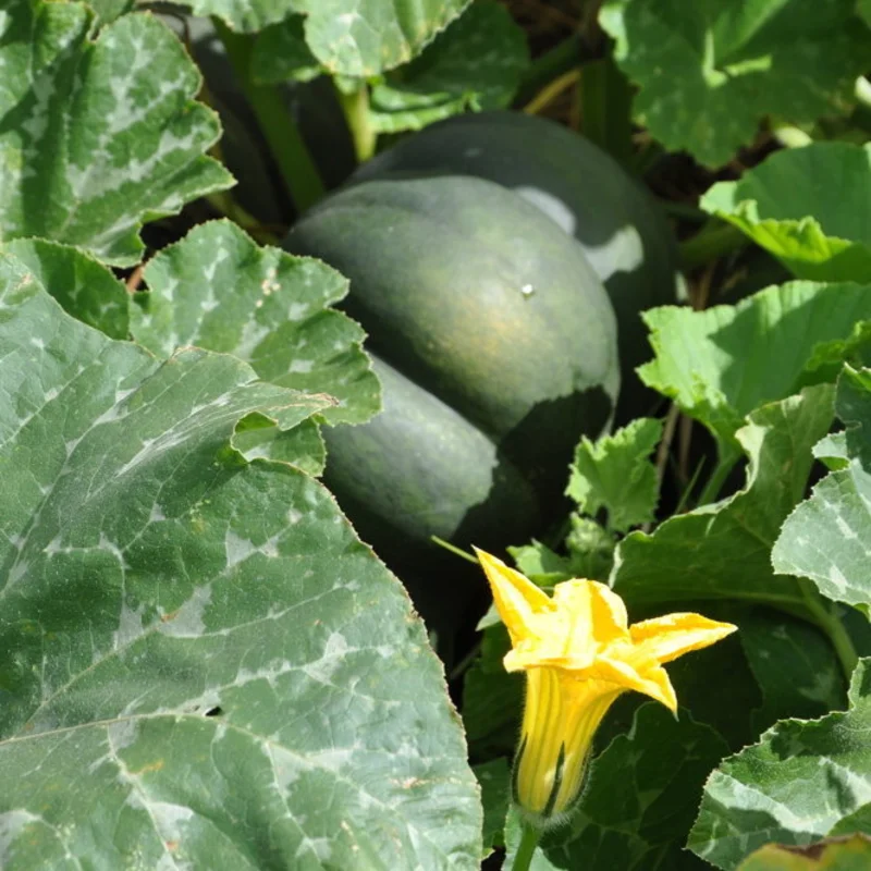 Courges moschata - Musquée de Provence