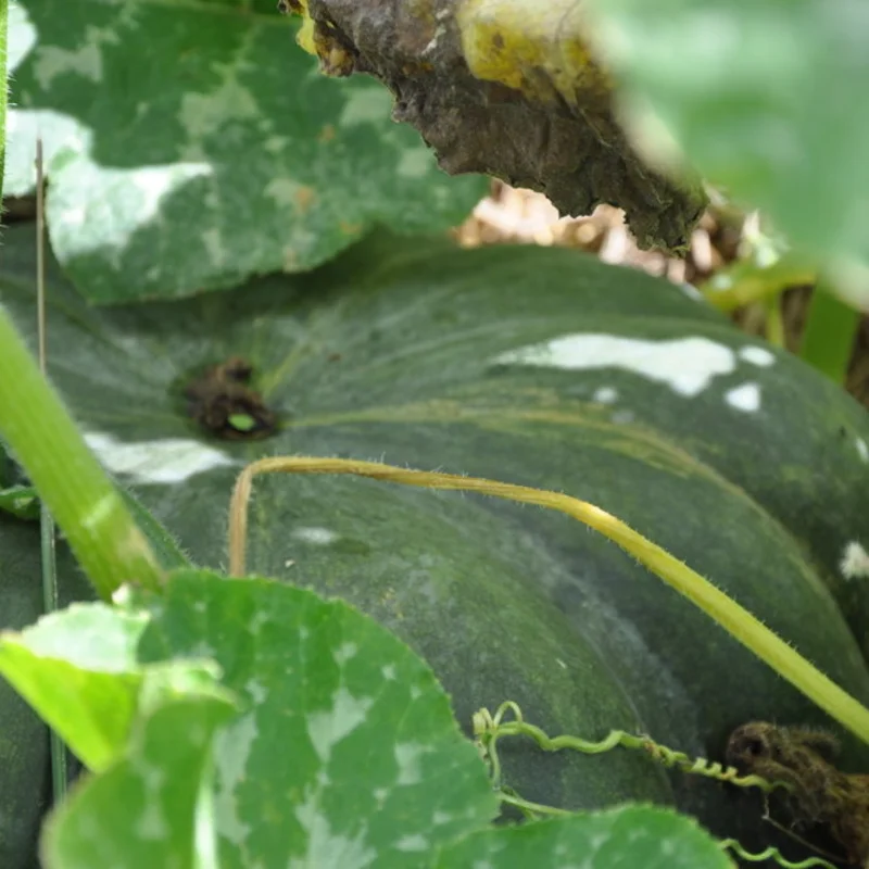 Courges moschata - Musquée de Provence