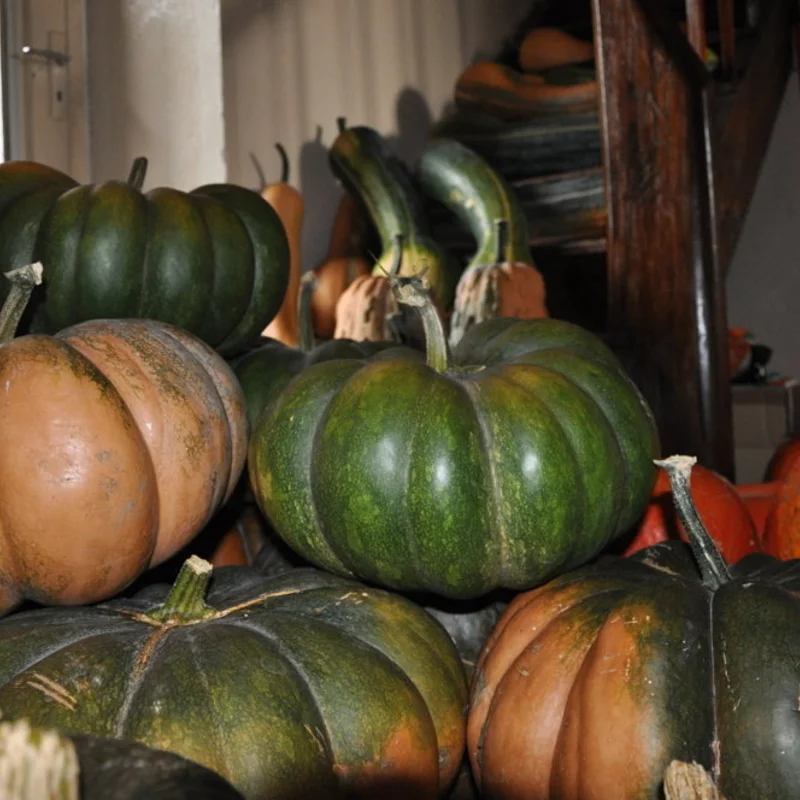 Courges moschata - Musquée de Provence