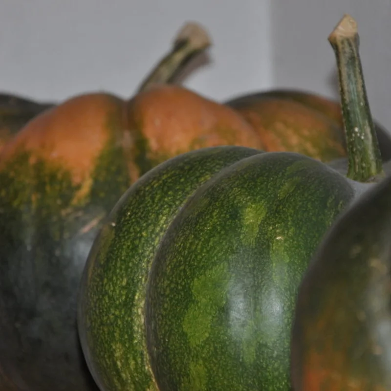 Courges moschata - Musquée de Provence