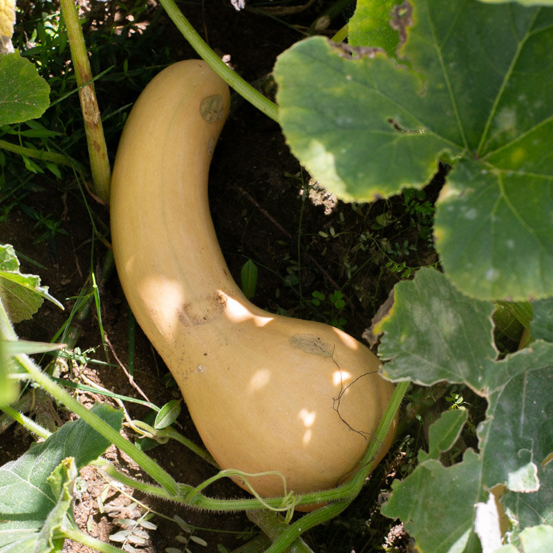 Courges moschata - Canada Crookneck