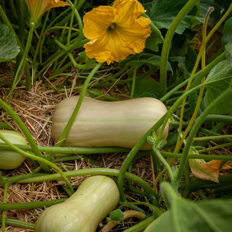 Courges moschata - Burpee’s Butterbush