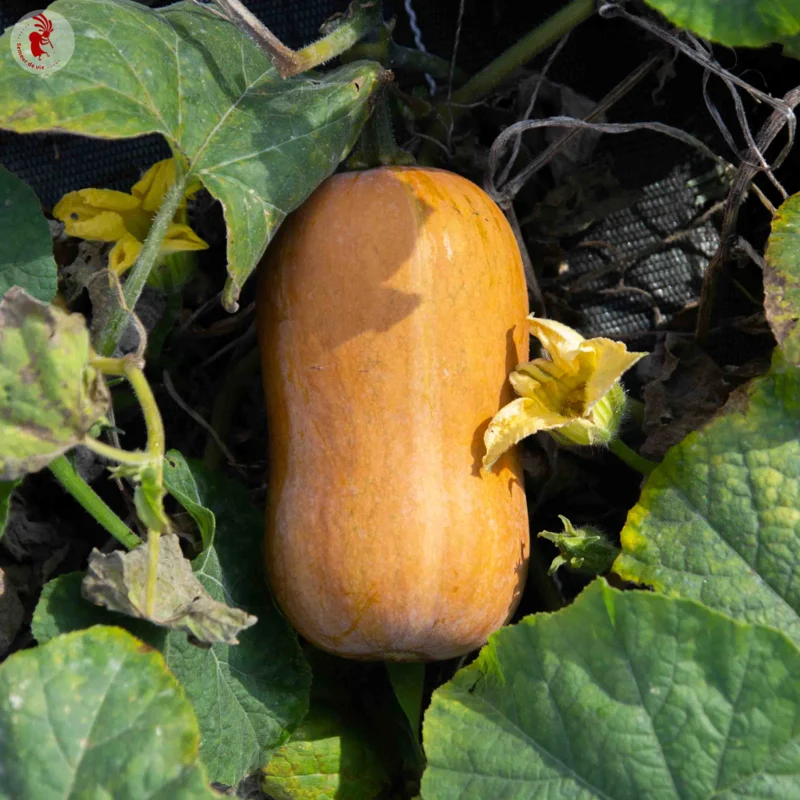 Courges moschata - Butternut Honey Nut