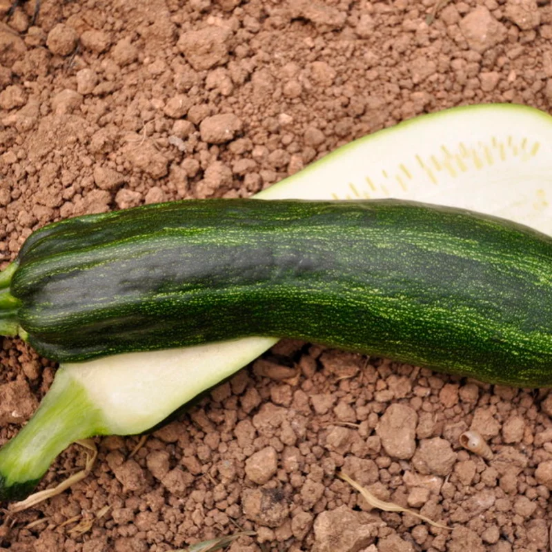 Courgettes - Cocozelle