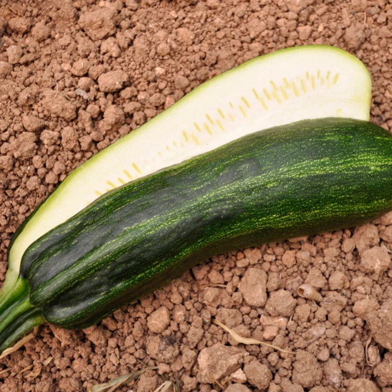 Courgettes - Cocozelle