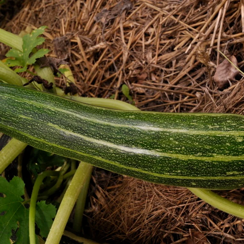 Courgettes - Cocozelle