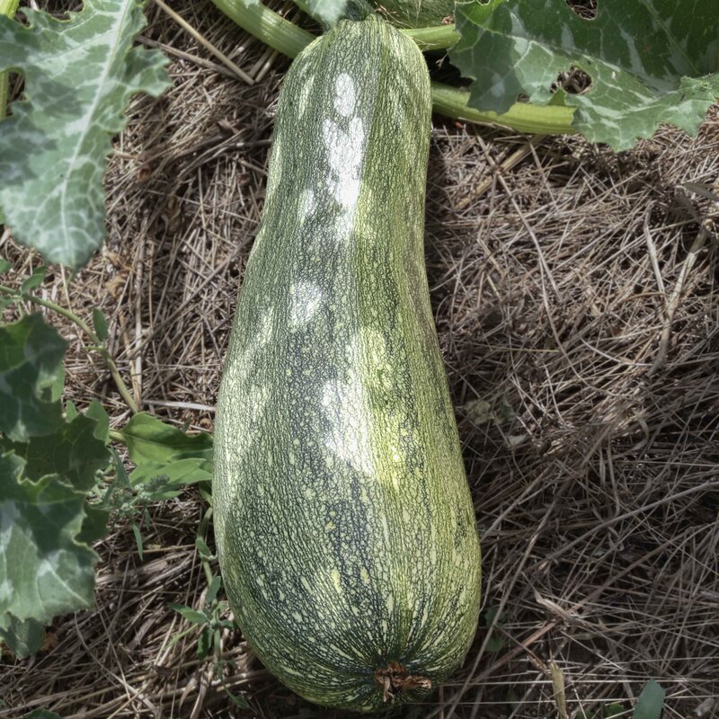 Courgettes - Greysini / Grisette de Provence