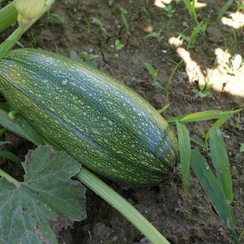 Courgettes - Greysini / Grisette de Provence